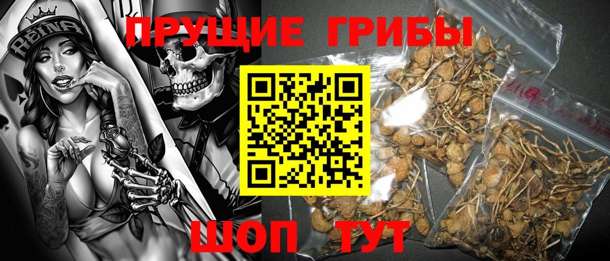 Казань  Галлюциногенные грибы GOLDEN TEACHER  Вход с VPN  Псилоцибиновые грибы Psilocybe 